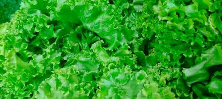 verduras ese vender en el mercado antecedentes foto