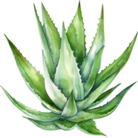 Aloe Vera Watercolor illustration. Hand drawn underwater element design. Artistic  marine design element. Illustration for greeting cards, printing and other design projects. png