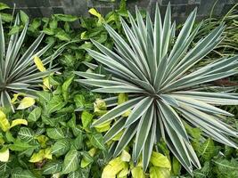 Natural pointy spiky long leaves photography outdoor with small light green colored leaves around it. Green botanical flora small garden photo isolated on horizontal ratio view .