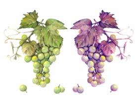 Set watercolor hand drawn illustration of a bunch of green and purple grapes. png