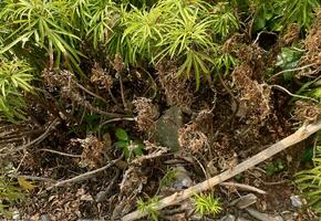 Withered dried up plant leaves on summer season day. Isolated died plant in small garden. Photography isolated on horizontal image ratio. photo