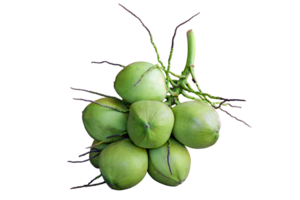 Group of young green coconut isolated on transparent background, PNG File format