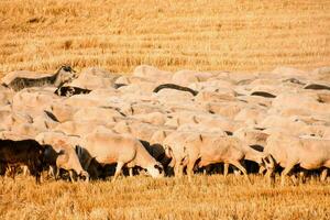 a herd of sheep and goats in a field photo