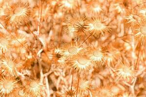 un campo de seco pastos con marrón flores foto