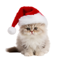 Cute Persian Cat With A Christmas Hat png ai generative