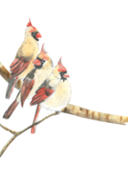 aquarelle dessin de Trois cardinal des oiseaux sur une branche png