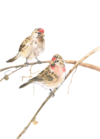 Watercolor drawing of two crossbills on a branch png