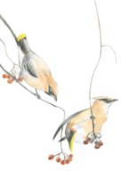 Watercolor drawing of two wintering birds sparrows on a branch png