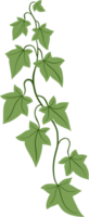 hiedra planta dibujo ilustración. png