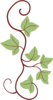 Efeu Pflanze Zeichnung Illustration. png
