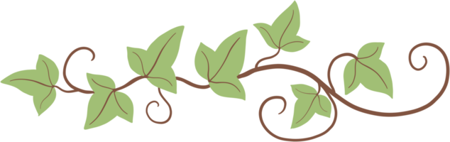 ivy plant drawing illustration. png