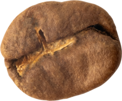 isolated coffee bean cut out on transparent background. png