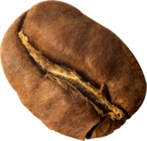 isolated coffee bean cut out on transparent background. png