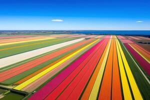 Aerial view of colorful tulip fields.AI Generative photo