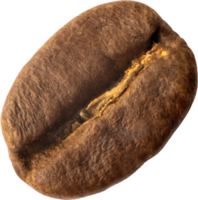 isolated coffee bean cut out on transparent background. png
