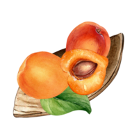 waterverf illustratie met geheel abrikozen, segment fruit Aan houten bord. abrikoos pit, perzik, nectarine hand- getrokken. ontwerp element voor pakket, olie, kunstmatig, kookboek. png