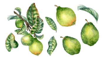 Set of branch of tree with guava fruits watercolor illustration. Tropical plant guajava with green leaves hand drawn. Design element for packaging, label, poster. png