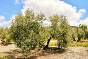 paisaje con arboles foto