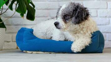 fofa cachorro deitado dentro animal cama dentro acolhedor luz vivo quarto interior, monstera plantas e mobília por aí video