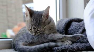 magnifique gris européen chaton lécher et la lessive lui-même , séance sur confortable lit à Accueil video