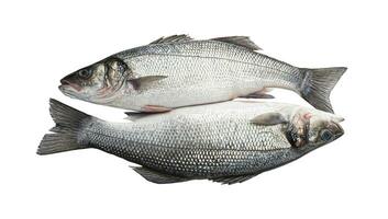 mar bajo, Fresco lubina pescado aislado en blanco antecedentes foto