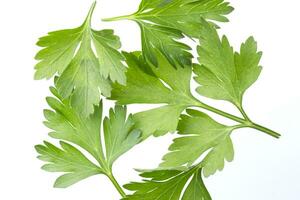 Parsley isolated on white, top view photo