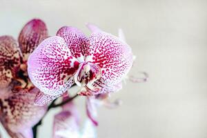 Branch of blooming purple orchid close-up, phalaenopsis photo