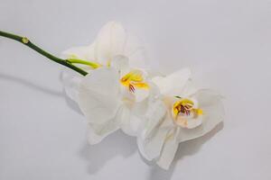 Branch of blooming white orchid close-up, phalaenopsis. photo