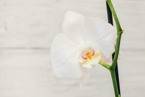 Branch of blooming white orchid close-up, phalaenopsis photo