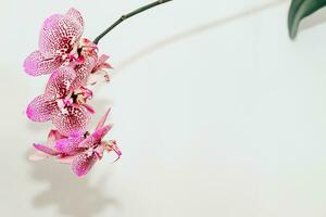 Branch of blooming purple orchid close-up, phalaenopsis photo