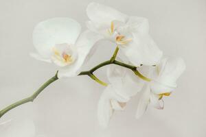Branch of blooming white orchid close-up, phalaenopsis. photo