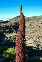 a tall plant with red flowers in the middle of a desert photo