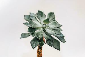 Green echeveria succulent in a pot against the background of white boards photo