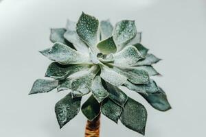 Green echeveria succulent in a pot against the background of white boards photo