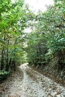 A path in the forest photo