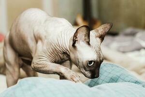 Bald cat breed Canadian Sphynx digs a blanket to hide photo