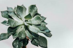 Green echeveria succulent in a pot against the background of white boards photo