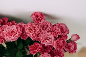 Small pink bush roses on a white background with a place for text photo