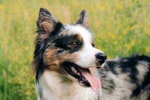 A dog of the Australian Shepherd breed with brown eyes on a walk, close-up photo