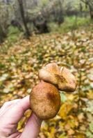 Mushrooms in the autumn forest after the rain, fallen leaves and green moss photo