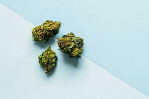 médico marijuana, inflorescencias de shinki hierba planta en azul antecedentes foto
