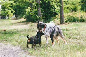 A dog of the Australian Shepherd breed plays with a dachshund. photo