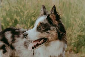 A dog of the Australian Shepherd breed with brown eyes on a walk, close-up. photo