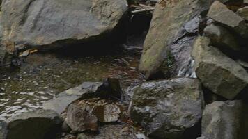 Wasser fallen auf das tropisch Wald, Wasser Strom und Spritzen Wasser wann regnerisch Jahreszeit. das Aufnahmen ist geeignet zu verwenden zum Abenteuer Inhalt Medien, Natur und Wald Aufnahmen Hintergrund. video