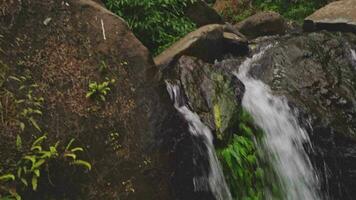 Wasser fallen auf das tropisch Wald, Wasser Strom und Spritzen Wasser wann regnerisch Jahreszeit. das Aufnahmen ist geeignet zu verwenden zum Abenteuer Inhalt Medien, Natur und Wald Aufnahmen Hintergrund. video