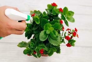 Hands spray pest spray, fertilizer on a Kalanchoe flower pot photo