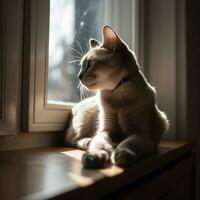 Sleek short haired cat with darker stripes, wearing a collar with a bell, basking in the sunlight on a wooden windowsill - Ai Generative photo