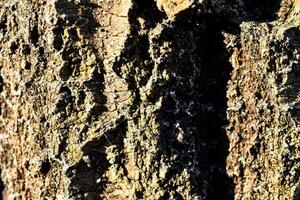 A bark texture photo