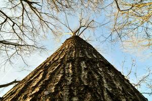 a tree is seen from the ground photo