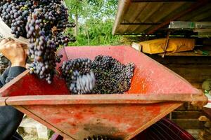 Grape picking background photo